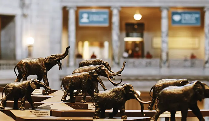 Combo: National Museum of Natural History + American History Museum - Image 5